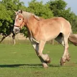 Bunker Park Stables photo