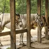 Bunker Park Stables photo