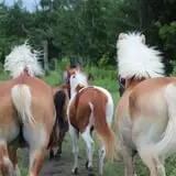 Bunker Park Stables photo