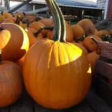 Soons Orchards photo
