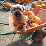Soons Orchards photo