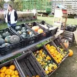 Soons Orchards photo