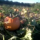 Soons Orchards photo