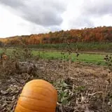 Soons Orchards photo