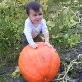 Soons Orchards photo