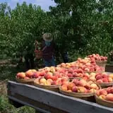 Soons Orchards photo
