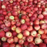 Roanoke Orchard photo