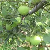 Roanoke Orchard photo