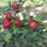 Roanoke Orchard photo