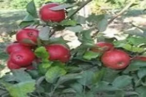 Roanoke Orchard