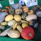 Spiller Farm U Pick Pumpkin & Hay Rides photo
