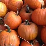 Spiller Farm U Pick Pumpkin & Hay Rides photo