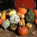 Spiller Farm U Pick Pumpkin & Hay Rides photo