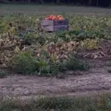 Spiller Farm U Pick Pumpkin & Hay Rides photo