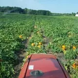 Carlton Farm Produce photo