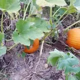 Carlton Farm Produce photo
