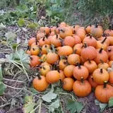 Carlton Farm Produce photo