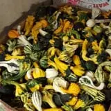 Carlton Farm Produce photo