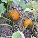 Carlton Farm Produce photo