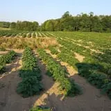 Carlton Farm Produce photo