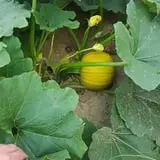Carlton Farm Produce photo