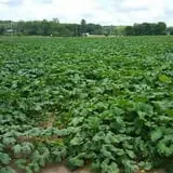 Carlton Farm Produce photo