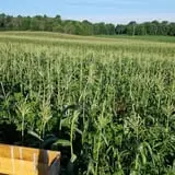 Carlton Farm Produce photo