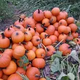 Carlton Farm Produce photo