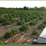Carlton Farm Produce photo