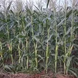 Carlton Farm Produce photo