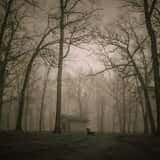 Graham Creek's Haunted Forest photo