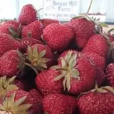 Breezy Hill Farm photo