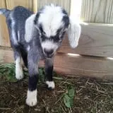 Breezy Hill Farm photo
