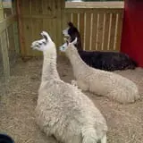 Breezy Hill Farm photo