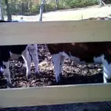 Adam's Farm photo