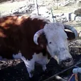 Adam's Farm photo