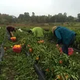 Goranson Farm photo