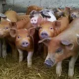Goranson Farm photo