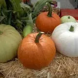 LynOaken Farms photo