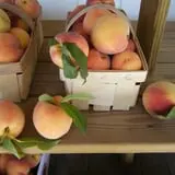 LynOaken Farms photo