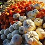Goebbert's Farm Fall Festival photo