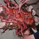 DarkSyde Acres Haunted House  photo