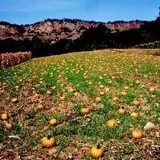 Dr. Davies Farm photo