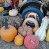 Madrac Farms Pumpkin Patch photo