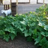 Madrac Farms Pumpkin Patch photo