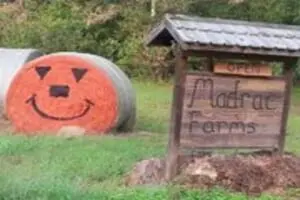 Madrac Farms Pumpkin Patch