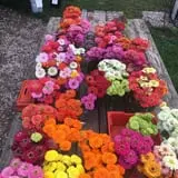 DeVries Farms photo