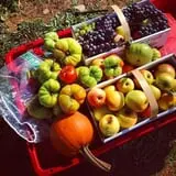 DuBois Farms Pick-Your-Own photo