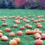 DuBois Farms Pick-Your-Own photo