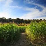 DuBois Farms Pick-Your-Own photo